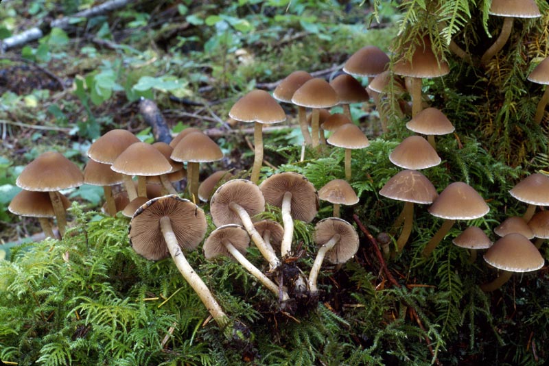 Psathyrella piluliformis